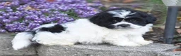Teddy Bear dogs for sale: Amy - Ad 7