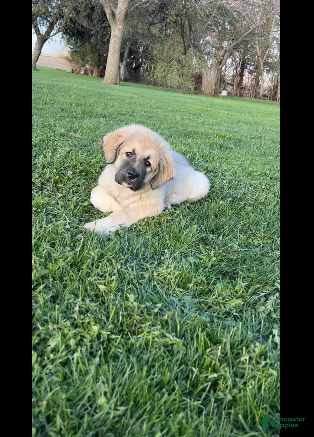 Caucasian Shepherd Dog dogs for sale: Mercy-Caucasian Shepherd Dog Puppy 4 - Ad 1
