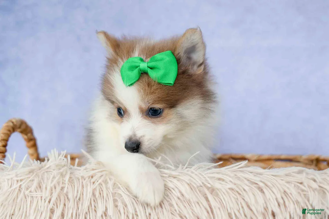 Pomeranian dogs for sale: Ernie🐾 - Ad 1