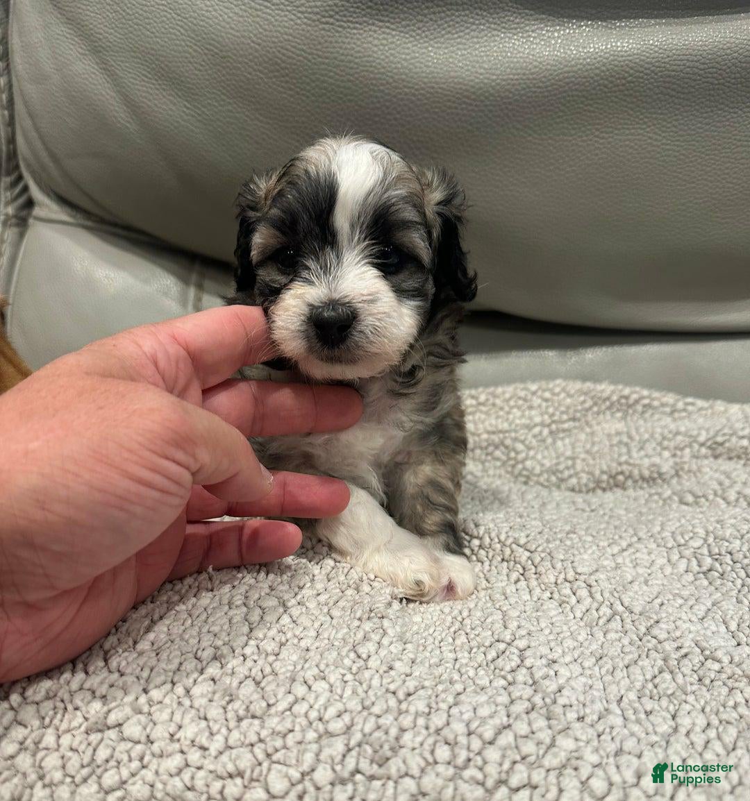 Maltipoo dogs Joel - Ad 36