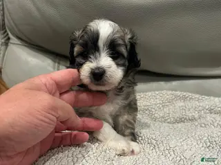 Maltipoo dogs Joel - Ad 41