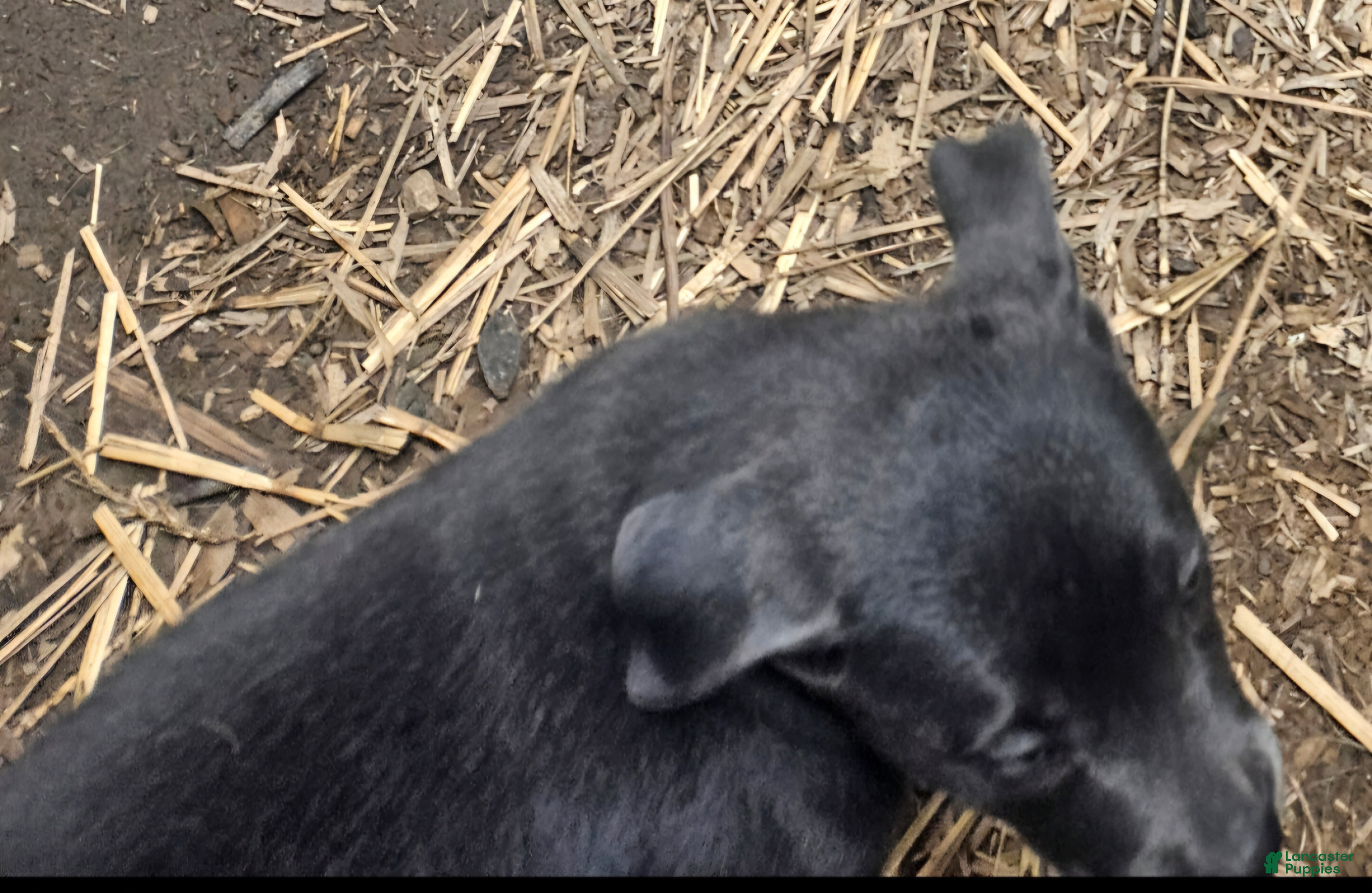 Border Collie dogs Filly "LILAC" w/Blue Eyes! - Ad 1
