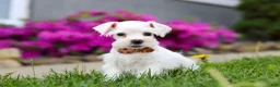 Miniature Schnauzer dogs for sale: Wilbur - Ad 3
