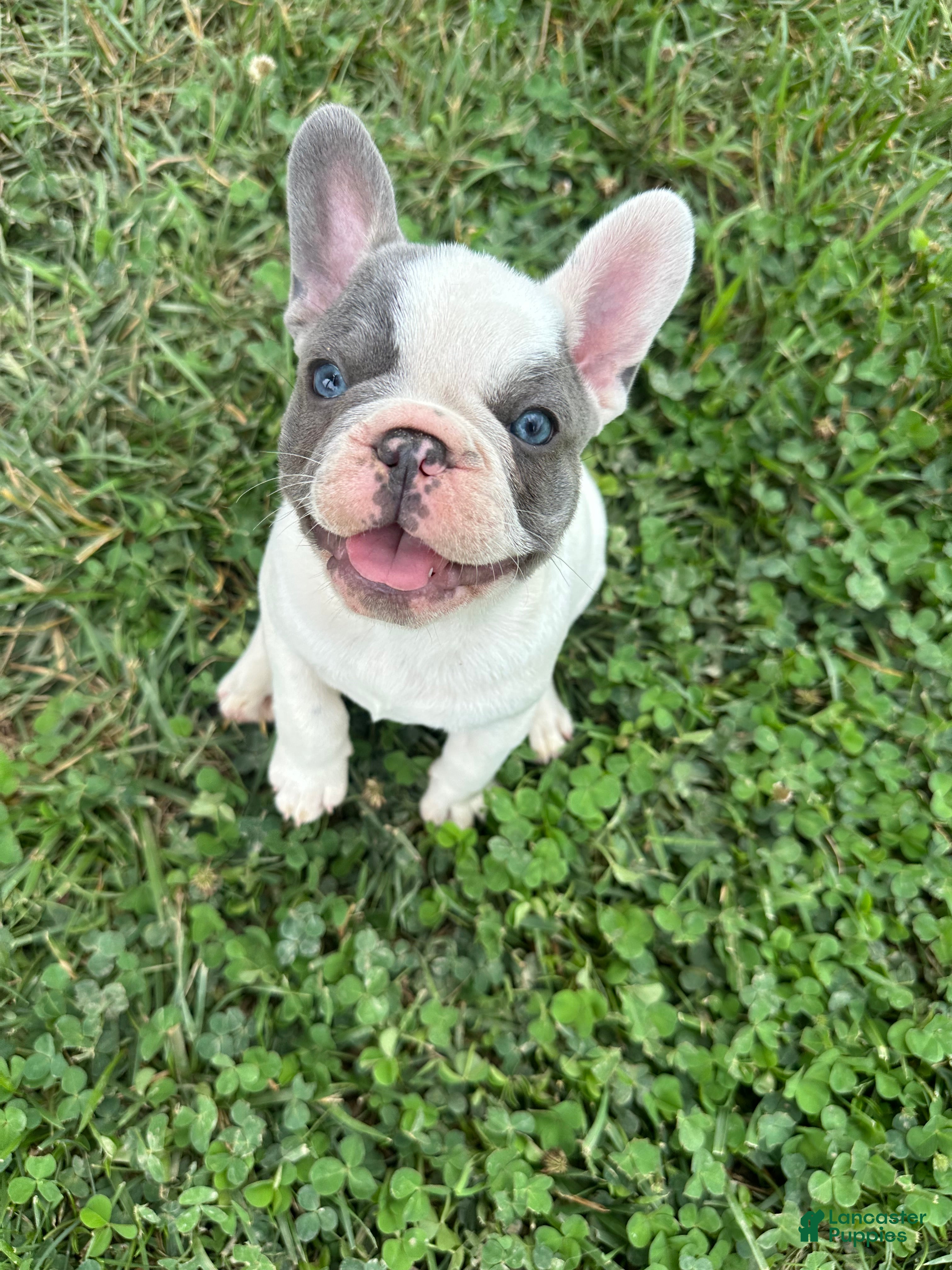French Bulldog dogs Harry - Ad 2