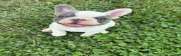 French Bulldog dogs for sale: Harry - Ad 2