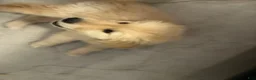 Golden Retriever dogs for sale: Golden Retriever Puppy 1 - Ad 2
