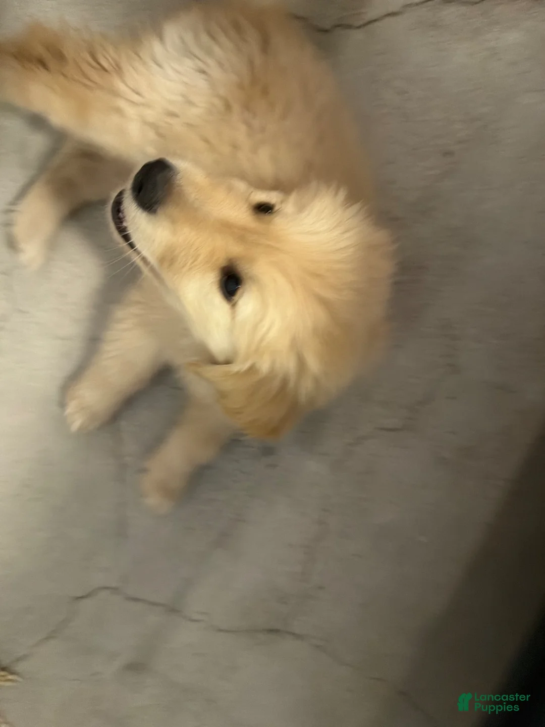 Golden Retriever dogs for sale: Golden Retriever Puppy 1 - Ad 2