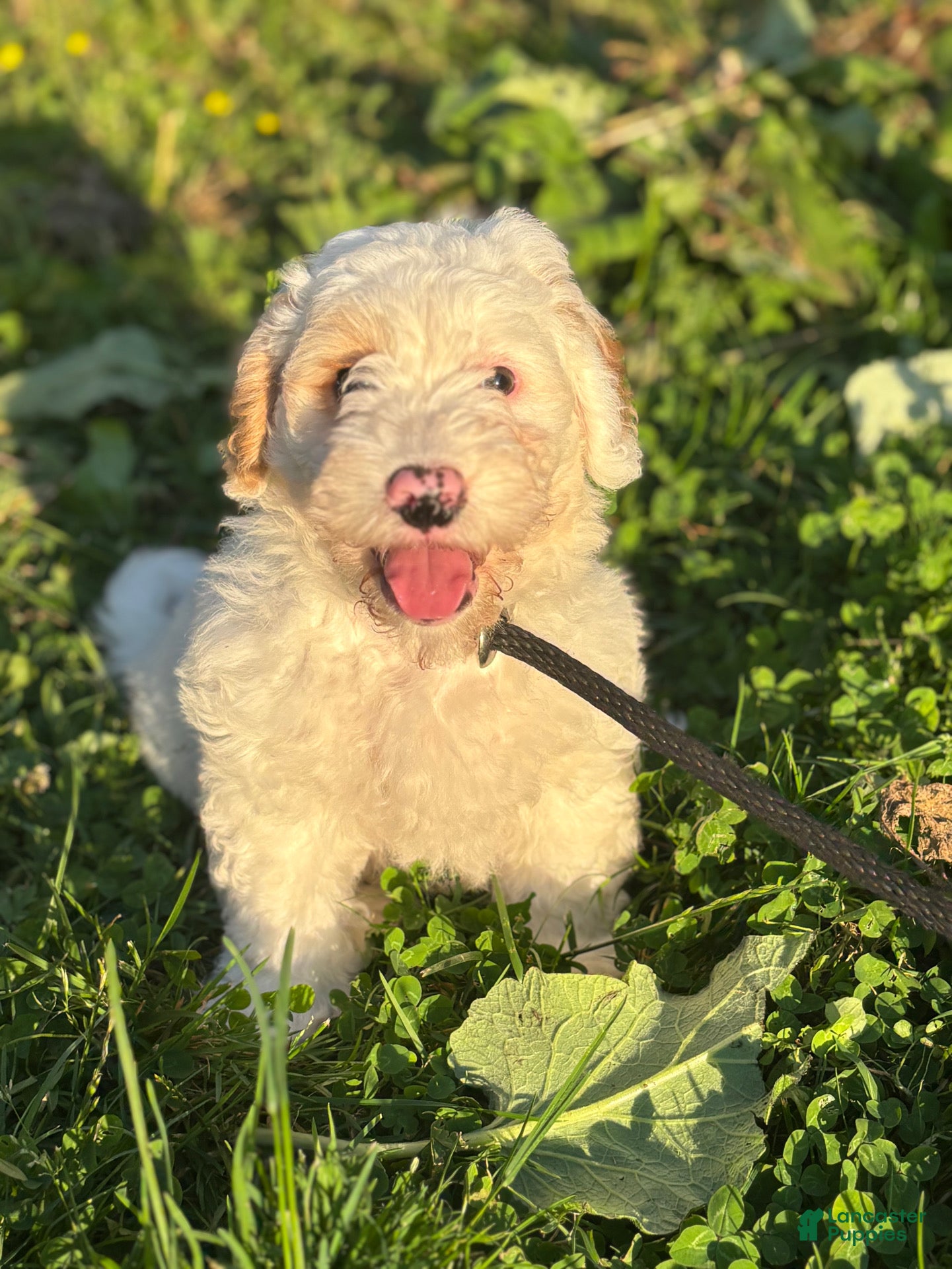 Mini Goldendoodle dogs Lupin - Ad 2