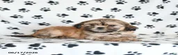 Shihpoo dogs for sale: Dora - Ad 3