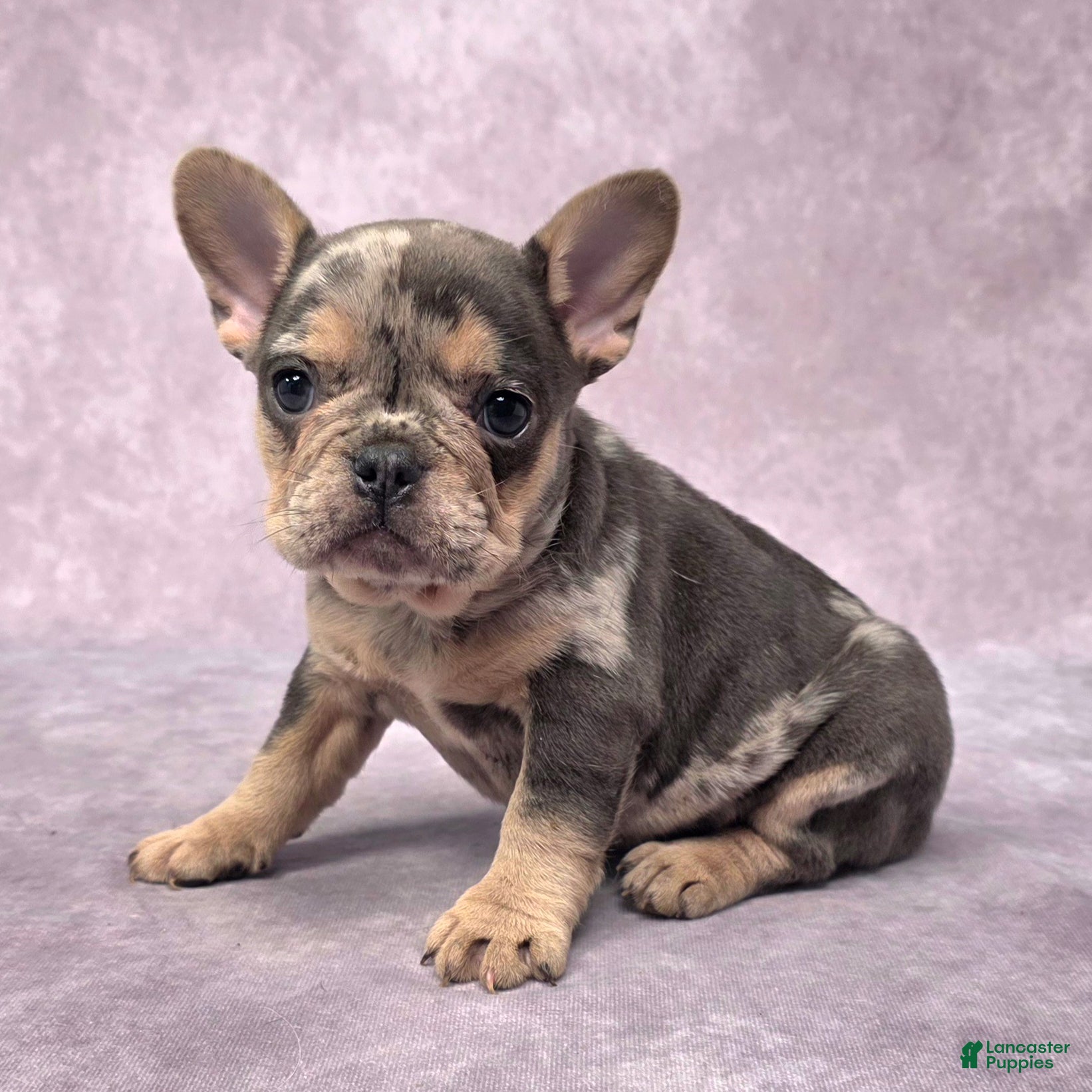 French Bulldog dogs Remi - Ad 12