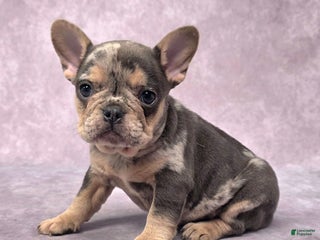French Bulldog dogs Remi - Ad 9