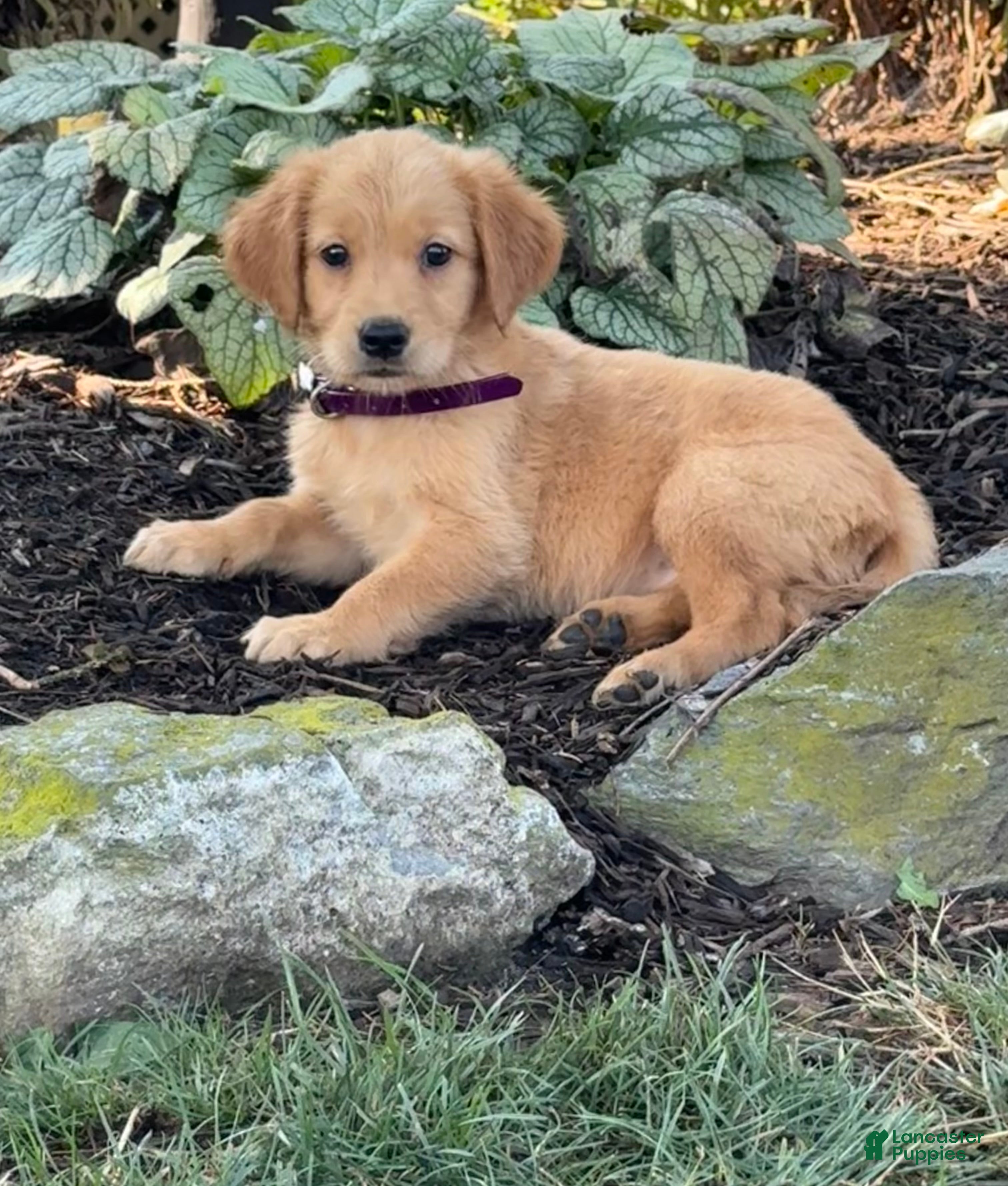 Golden Retriever dogs Kim - Ad 2