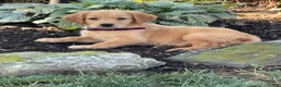 Golden Retriever dogs for sale: Kim - Ad 2