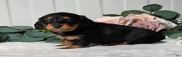 Dachshund dogs for sale: Asher - Ad 6
