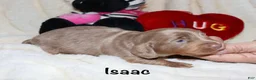Miniature Dachshund dogs for sale: Isaac - Ad 13