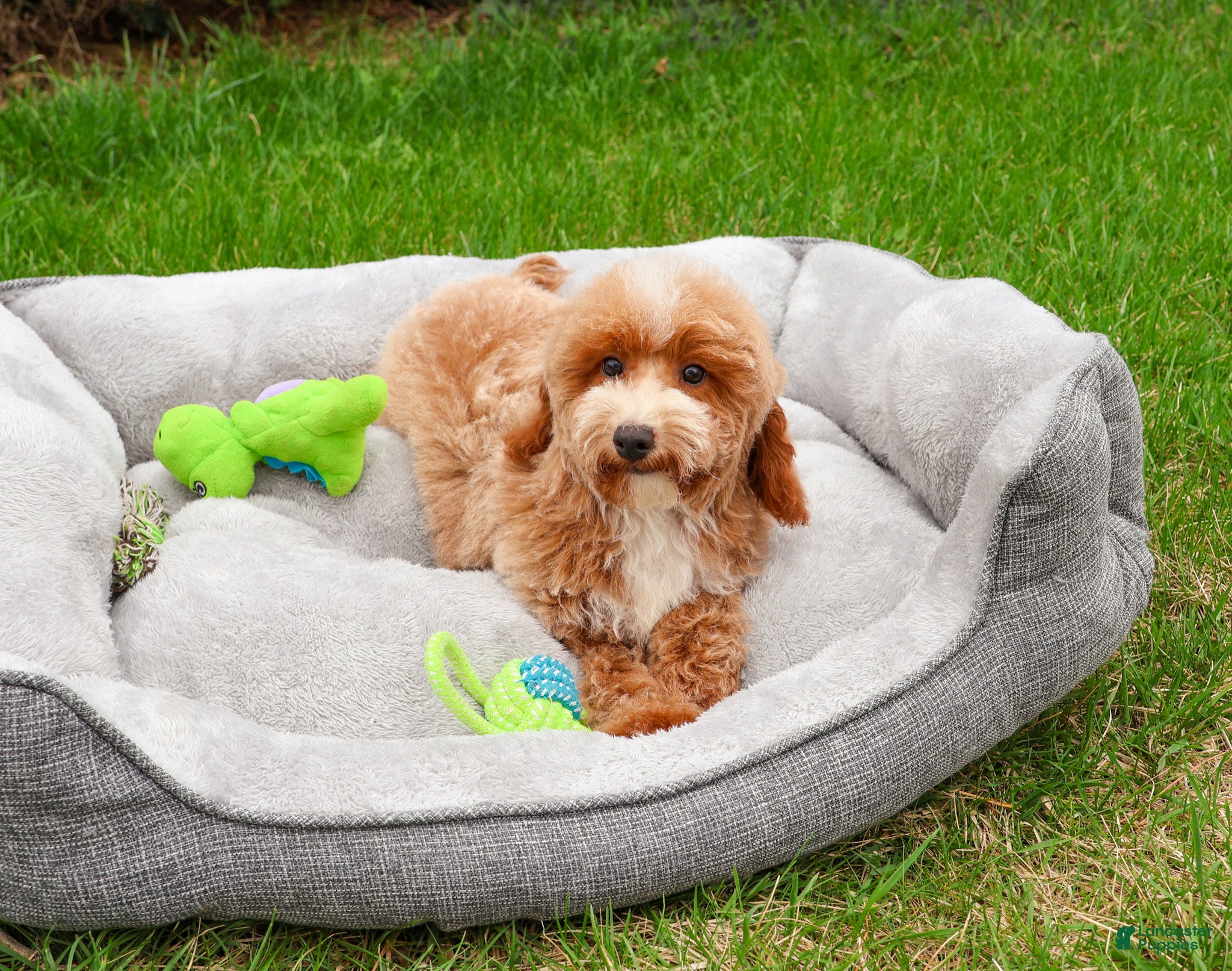 Miniature Poodle dogs Rhett - Ad 37