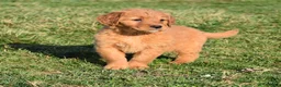 Golden Retriever dogs for sale: Pansy   Genetic/OFA - Ad 7