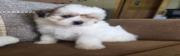 Maltipoo dogs for sale: Graham - Ad 10