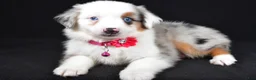 Miniature Australian Shepherd dogs for sale: Mia - Ad 7