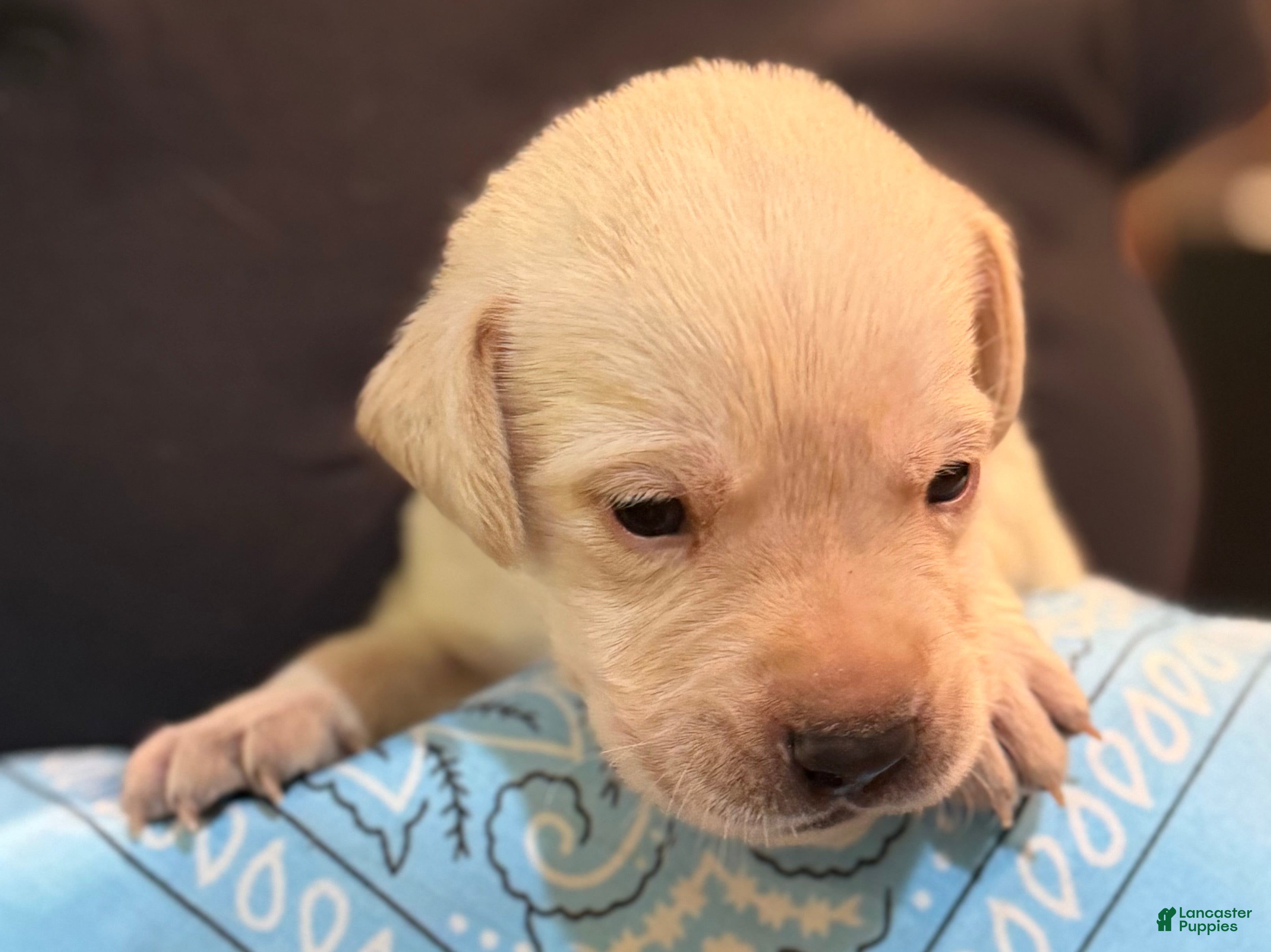 Labrador Retriever dogs Light Blue - Ad 1
