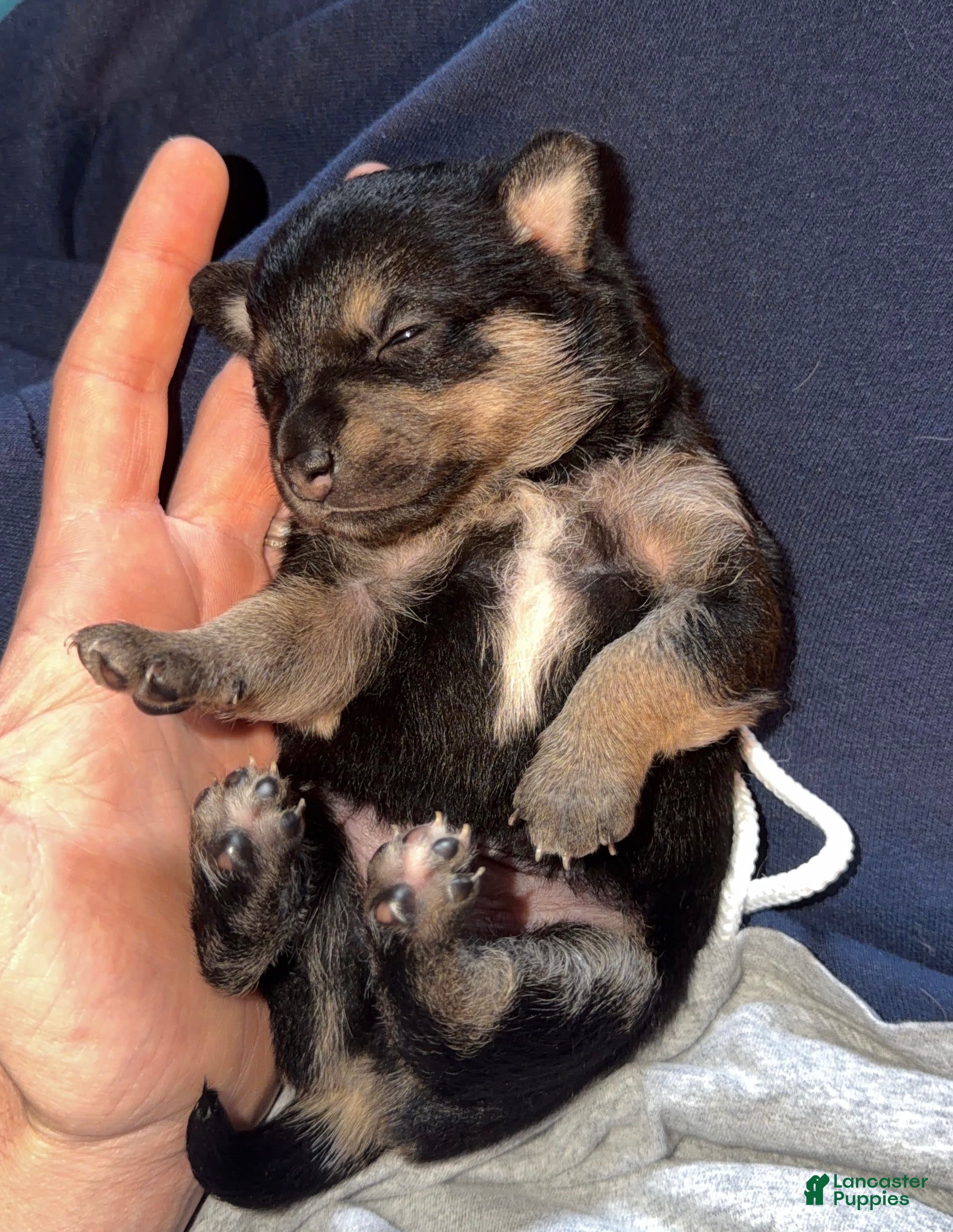Chihuahua dogs Sage - Ad 30