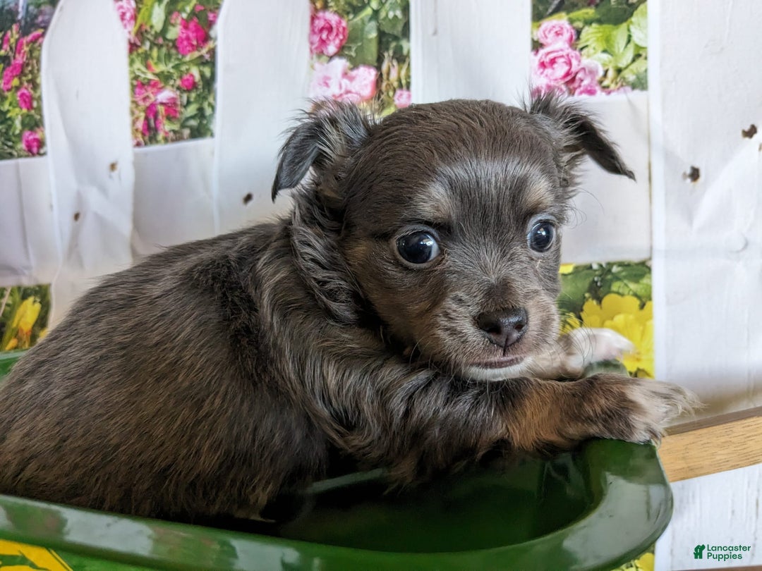 Gallery Image {{count}}