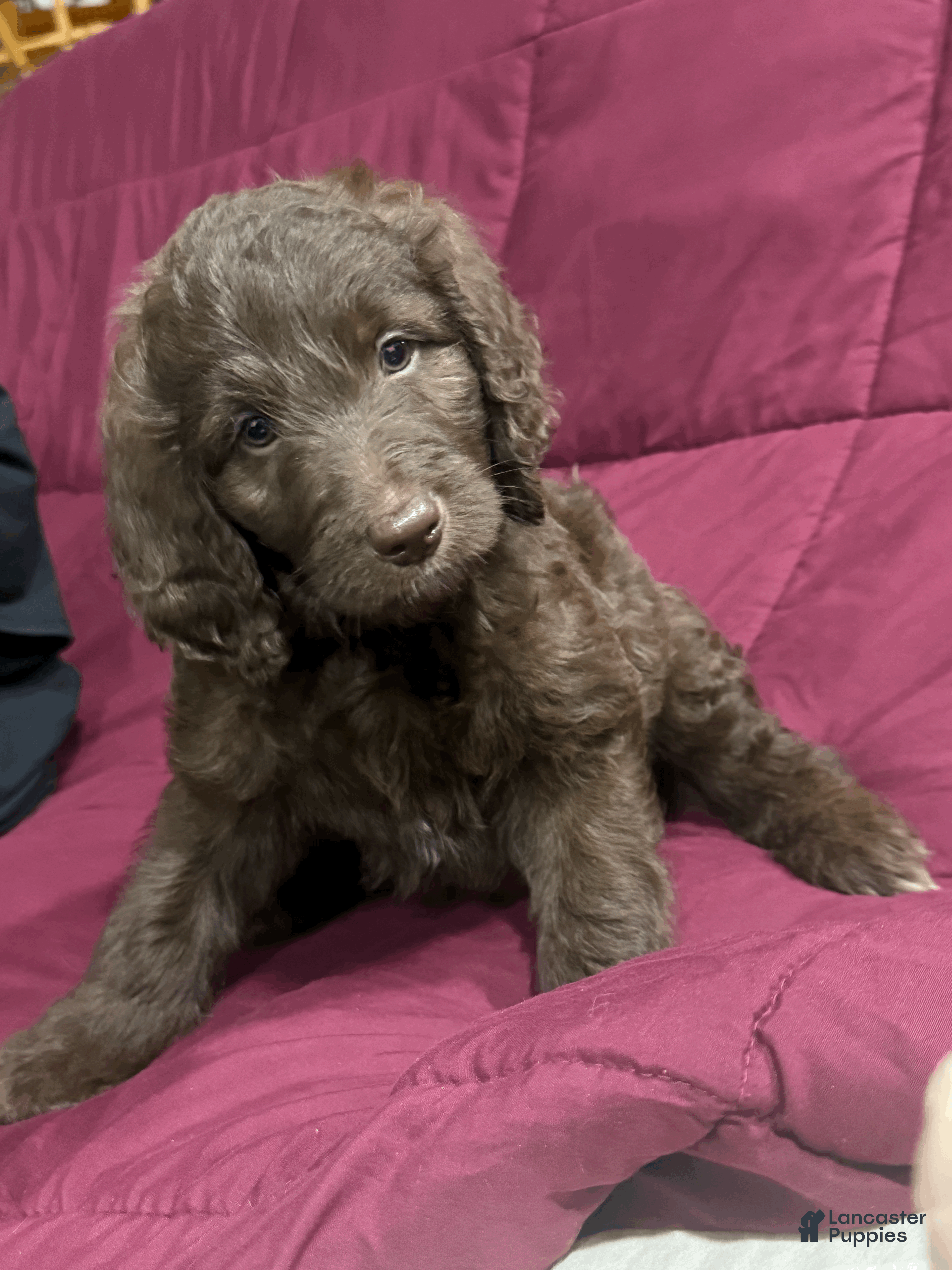 Goldendoodle dogs Green - Ad 2