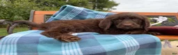 Mixed Breed dogs for sale: Galaxy (Boy) - Ad 6