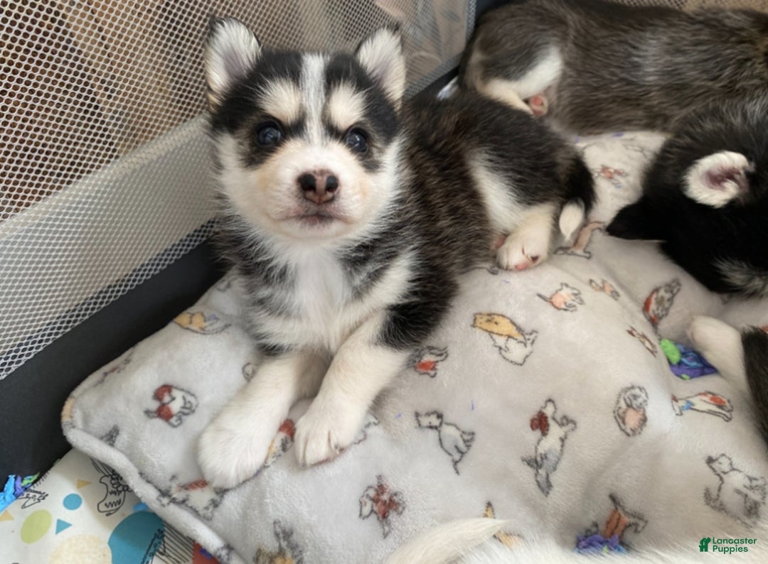 Pomsky dogs for sale: Snow White  - Ad 3