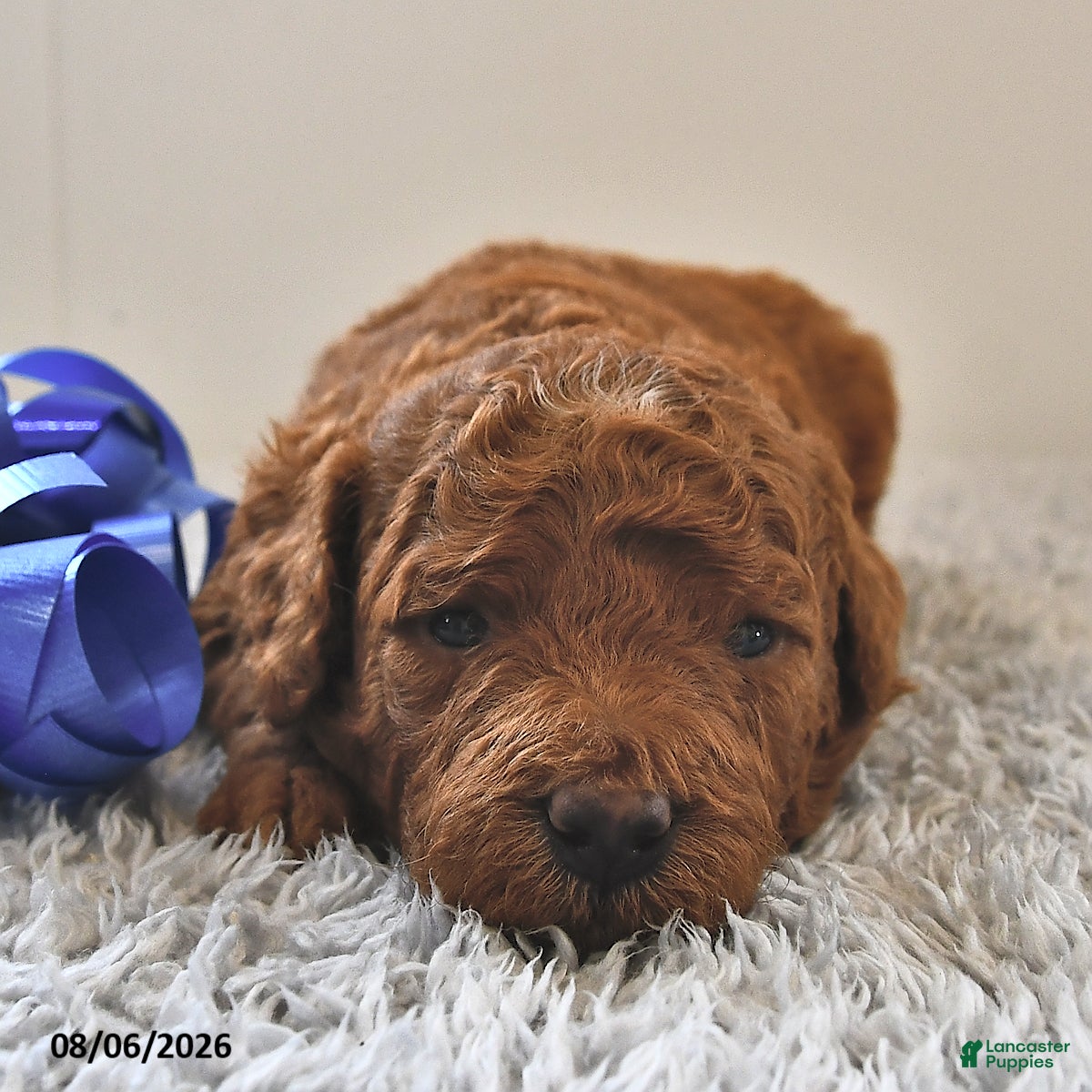 Mini Goldendoodle dogs Winston - Ad 2