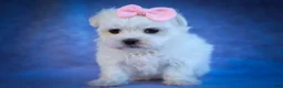 Maltese dogs for sale: Maribel🌸 - Ad 13