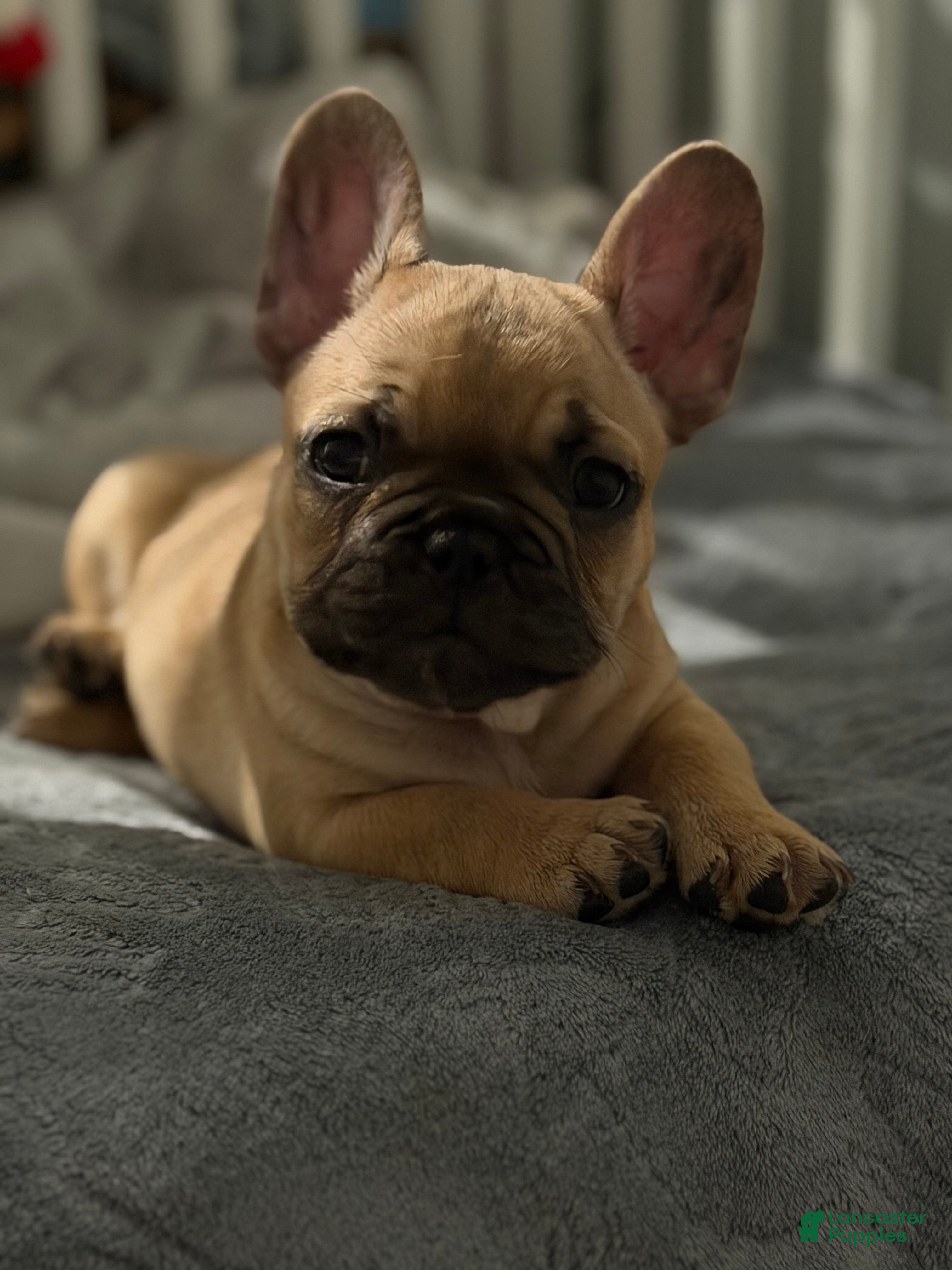 French Bulldog dogs French Bulldog Puppy 1 - Ad 2