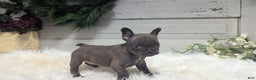 French Bulldog dogs for sale: Molly - Ad 6