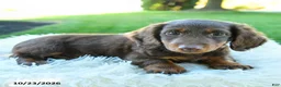 Miniature Dachshund dogs for sale: Brody - Ad 3