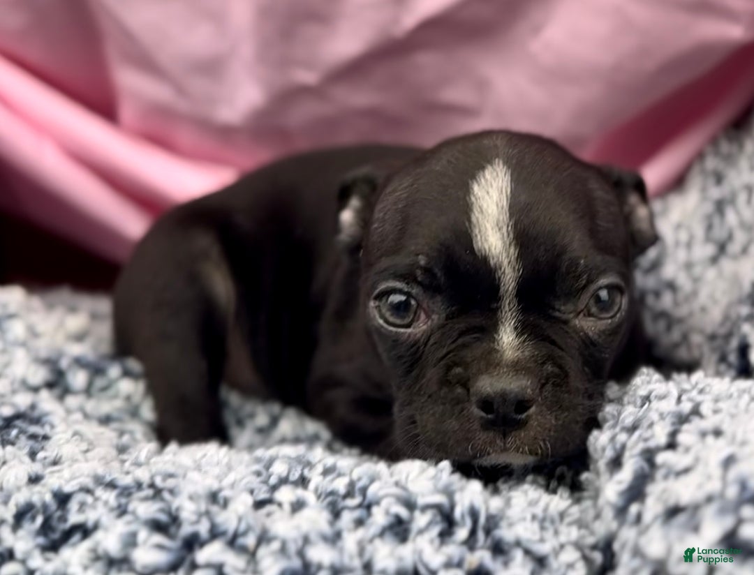 Boston Terrier dogs for sale: Minka - Ad 2