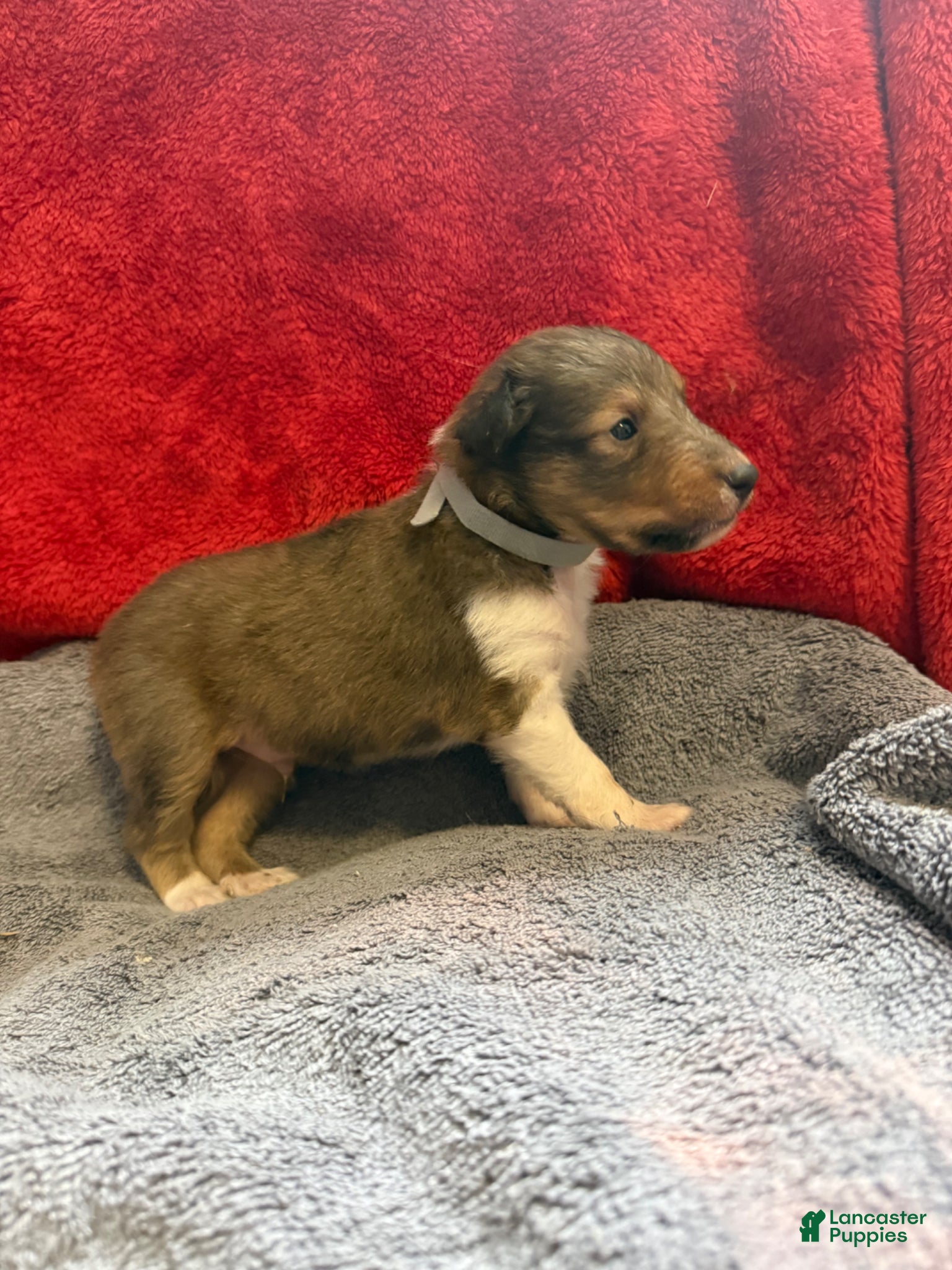 Shetland Sheepdog dogs Chad - Ad 30