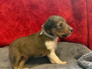 Shetland Sheepdog dogs Chad - Ad 30