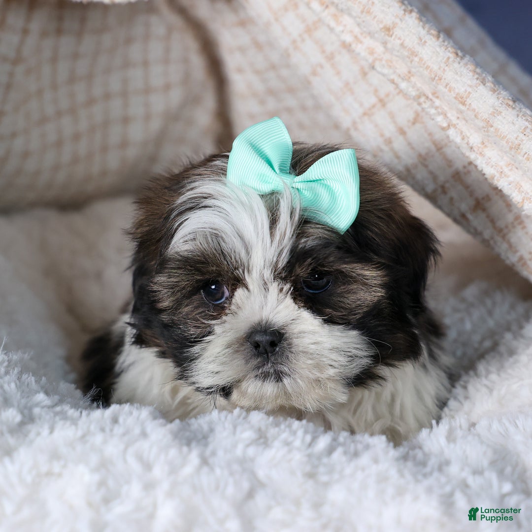 Shih Tzu dogs for sale: MERLE - Ad 2