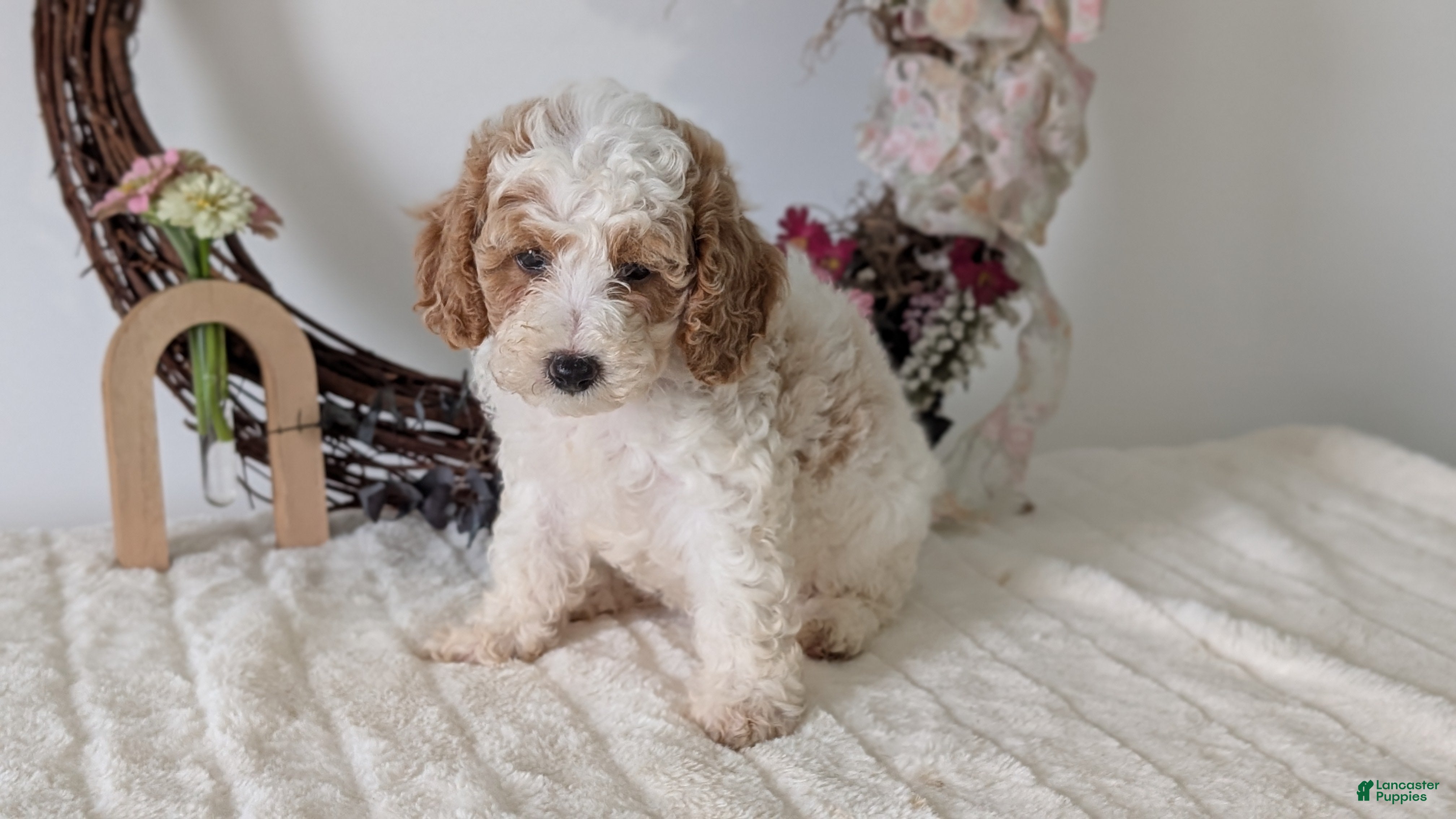 Miniature Poodle dogs Sasha - Ad 2