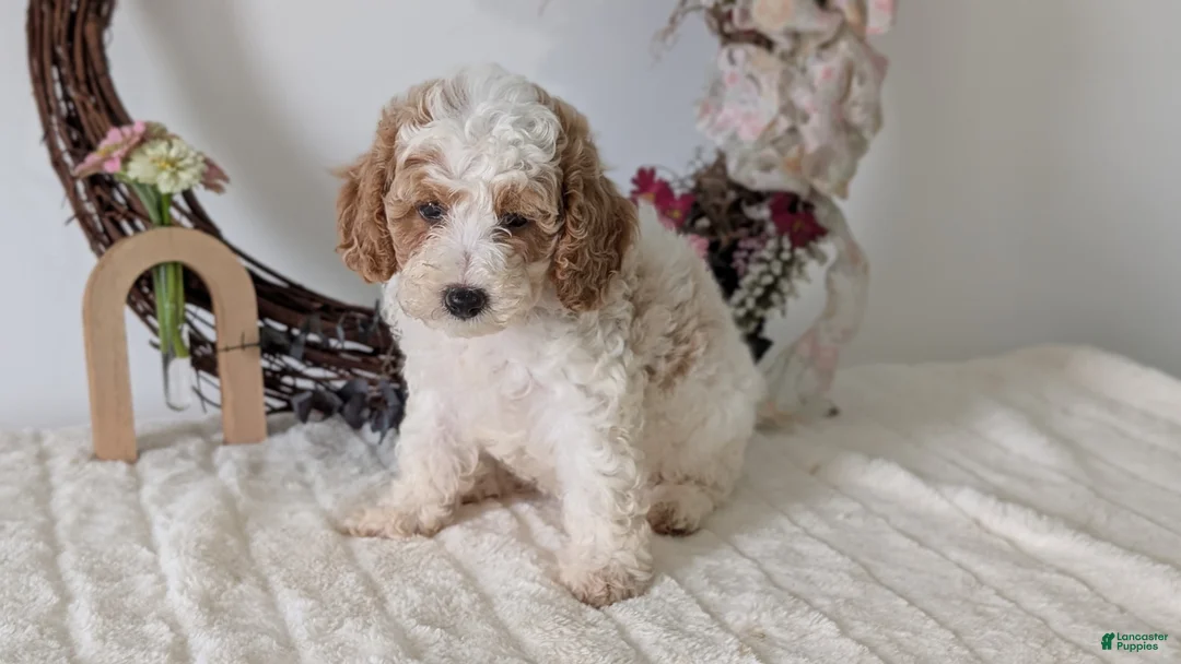 Miniature Poodle dogs for sale: Sasha - Ad 2
