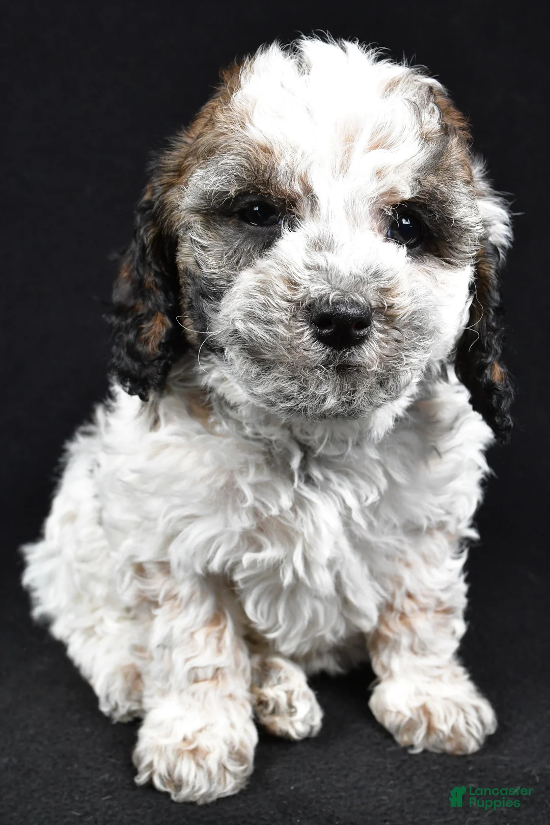 Cockapoo dogs for sale: Dixie - Ad 2