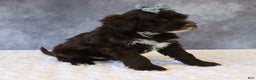 Portuguese Water Dog dogs for sale: Travis - Ad 4