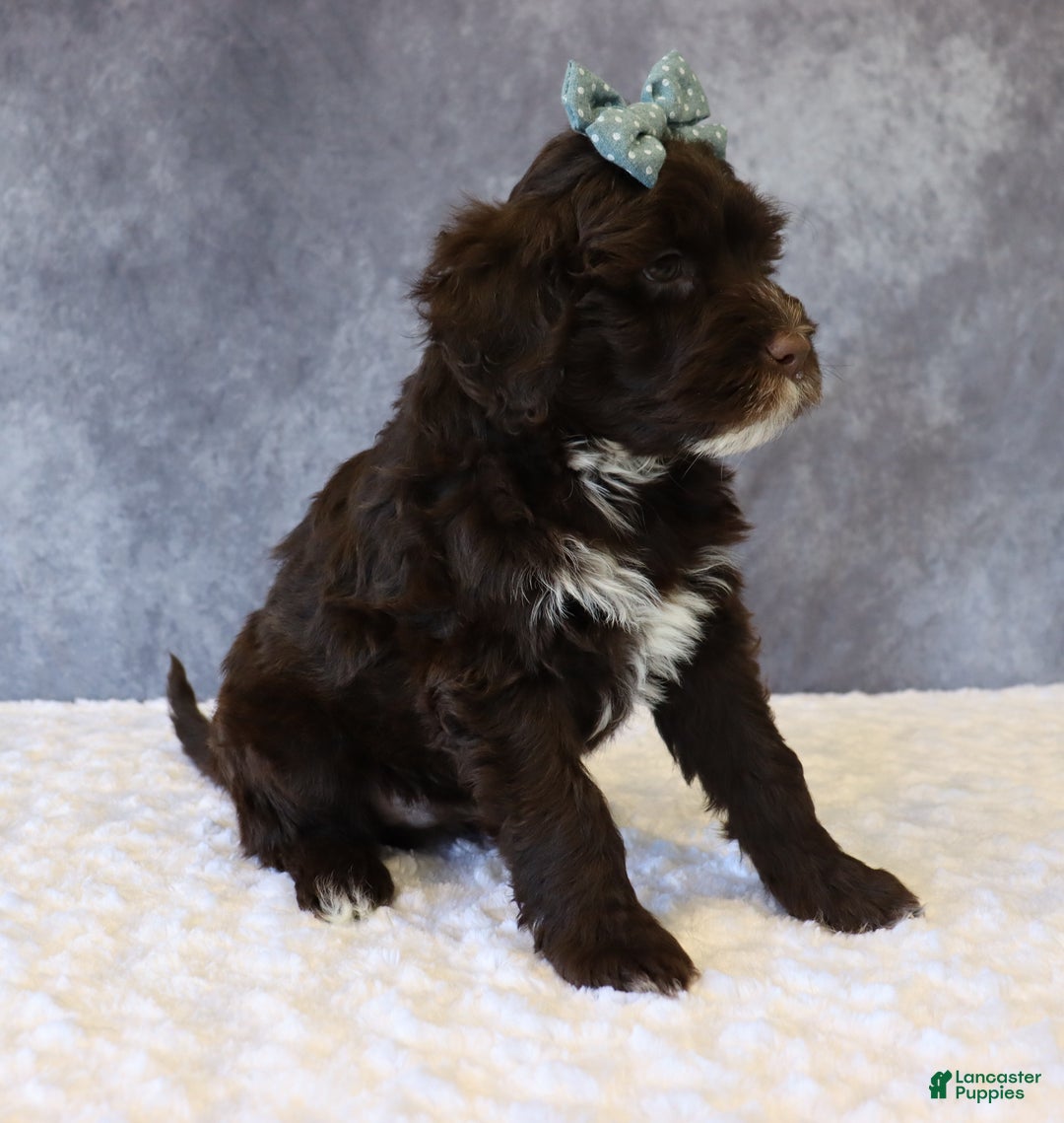 Portuguese Water Dog dogs for sale: Travis - Ad 4