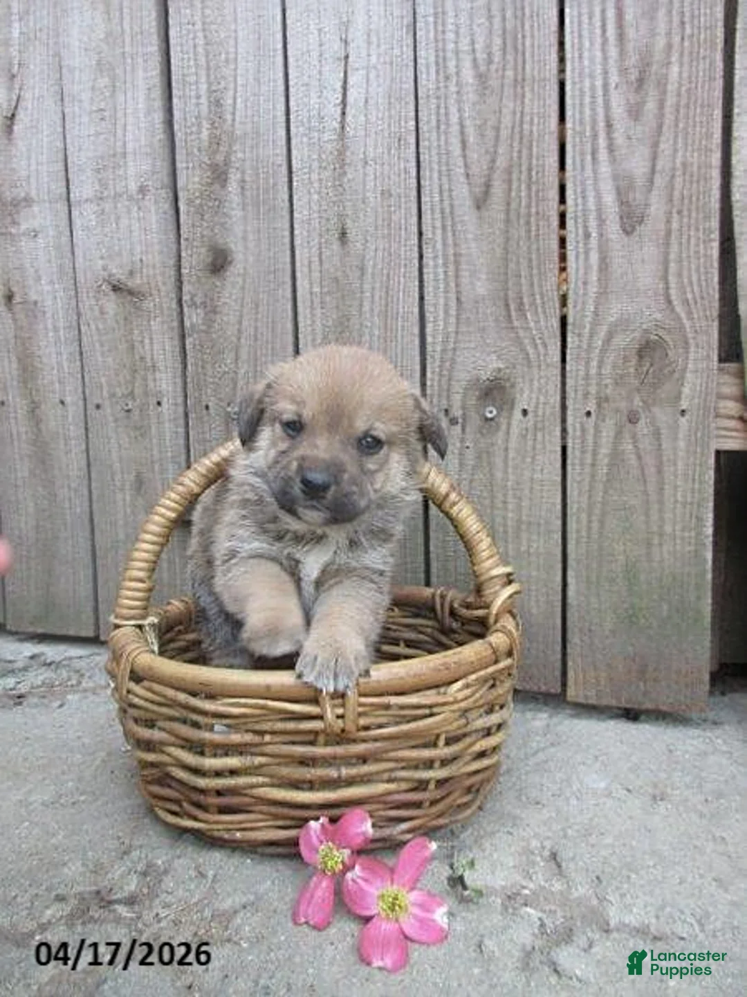 Mixed Breed dogs for sale: Ashley - Ad 2