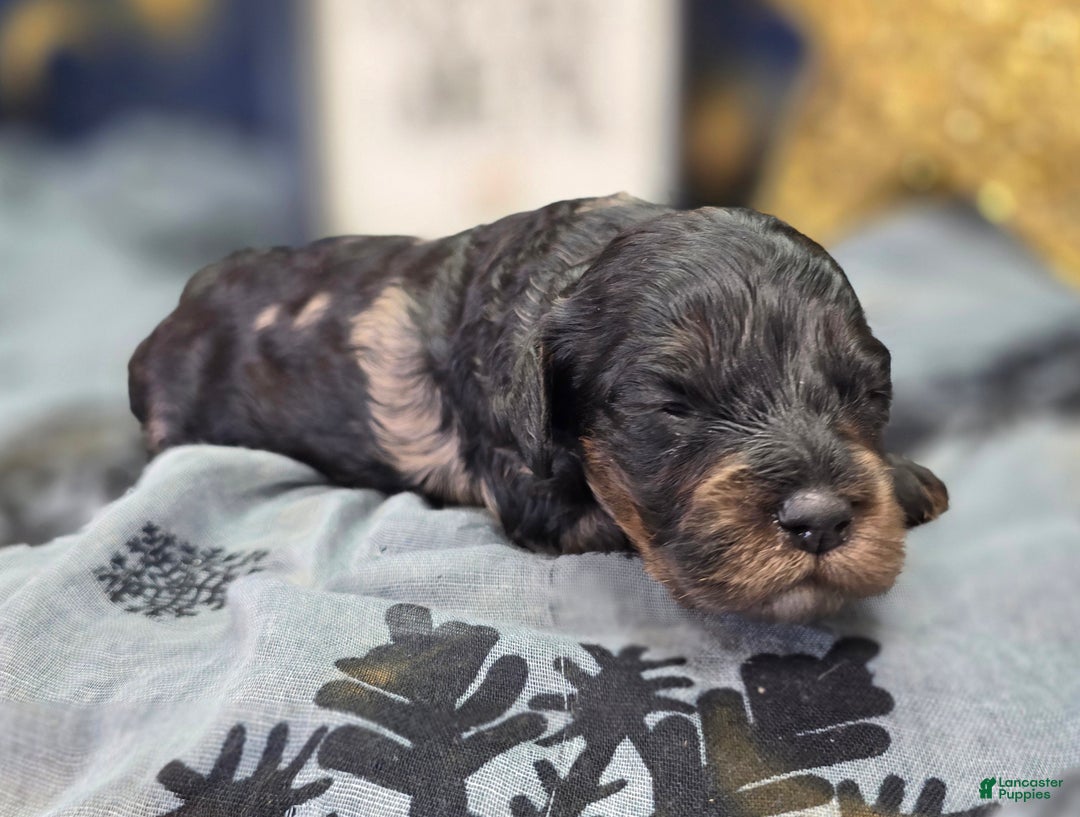 Cockapoo dogs for sale: Mayor Augustus  - Ad 3