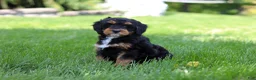 Mini Bernedoodle dogs for sale: Nala - Ad 6