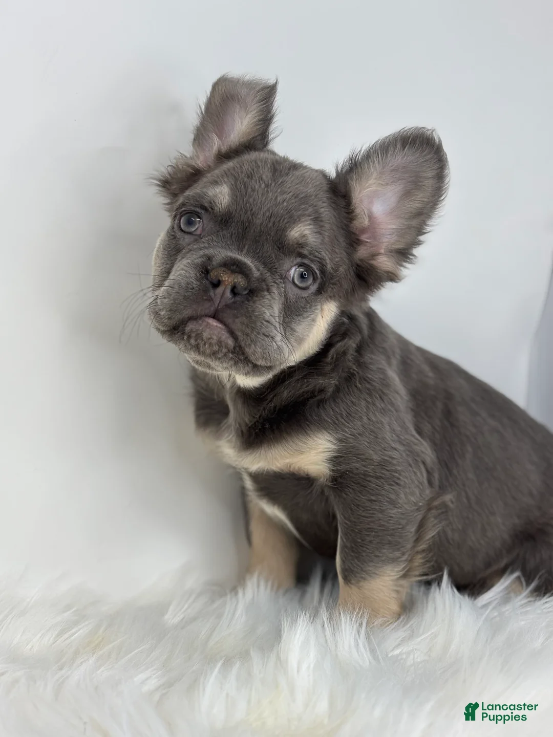 French Bulldog dogs for sale: Paul - Ad 4