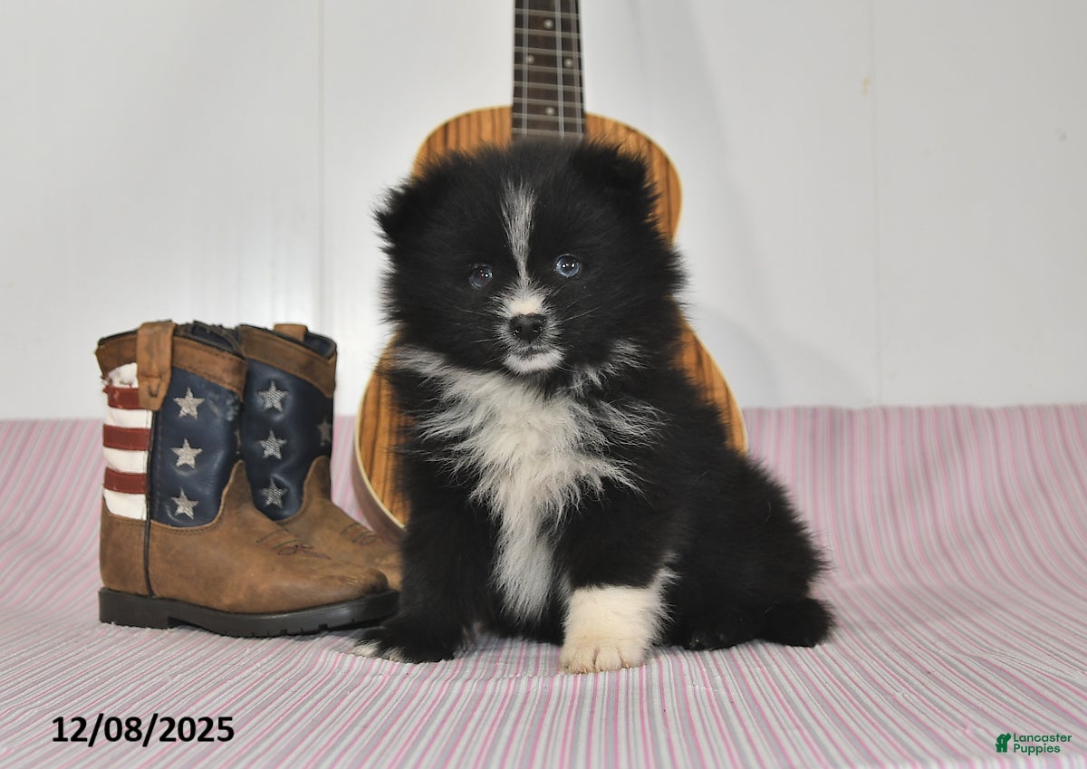 Pomeranian dogs Bobby - Ad 31