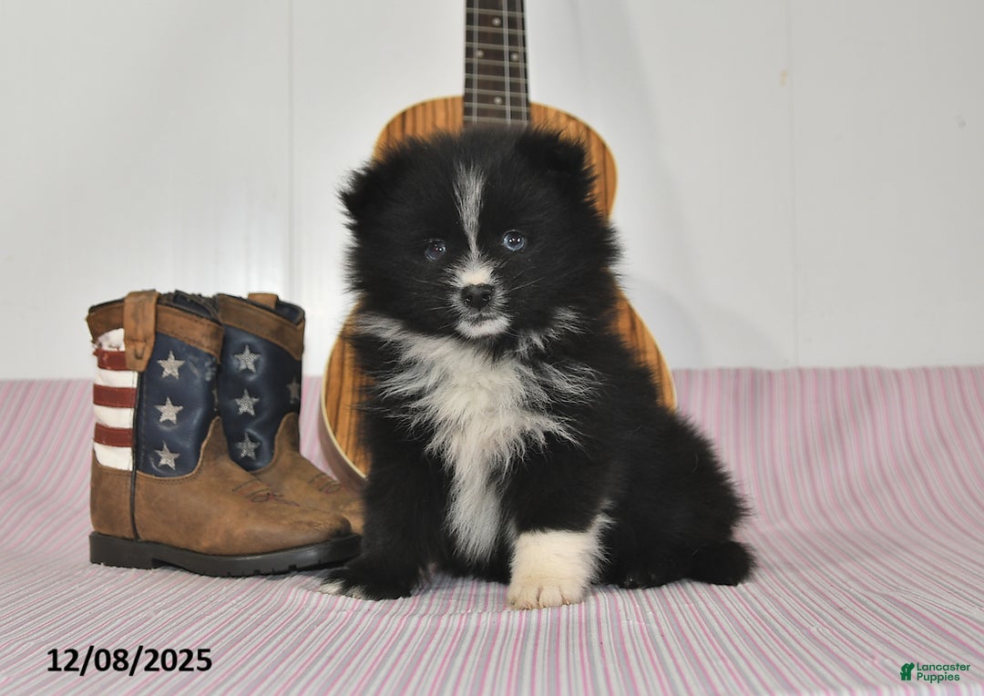 Pomeranian dogs for sale: Bobby - Ad 1