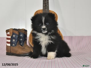 Pomeranian dogs Bobby - Ad 23